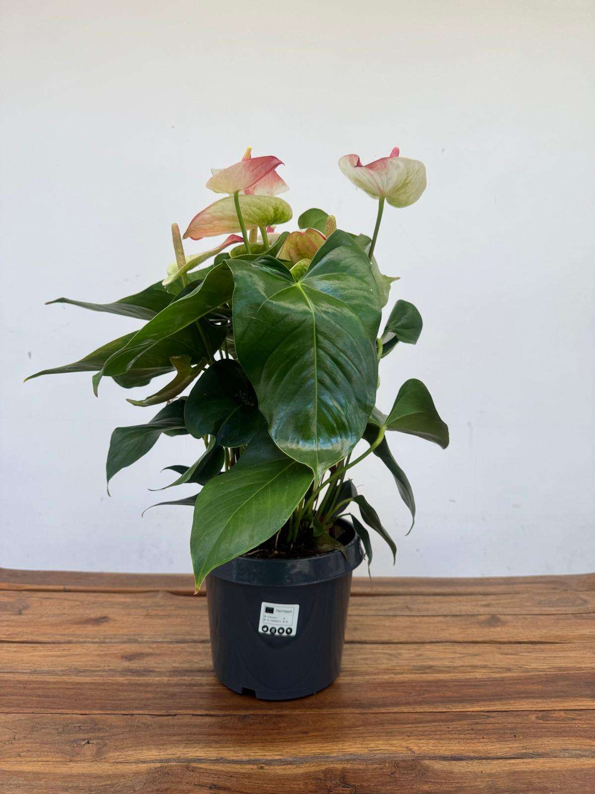 Anthurium Andr. Maine Hotlips - V.21 - Image 2