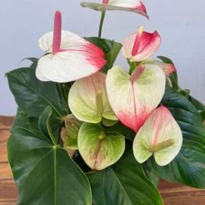 Anthurium Andr. Maine Hotlips - V.21