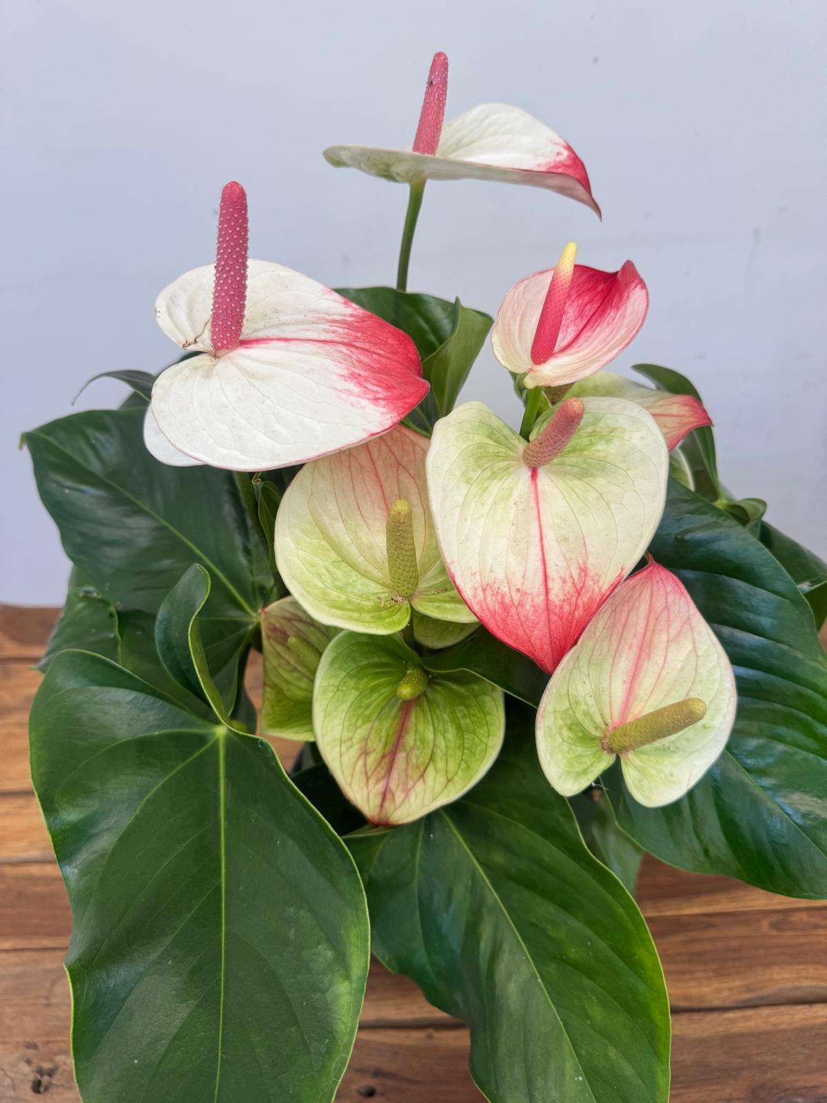 Anthurium Andr. Maine Hotlips - V.21