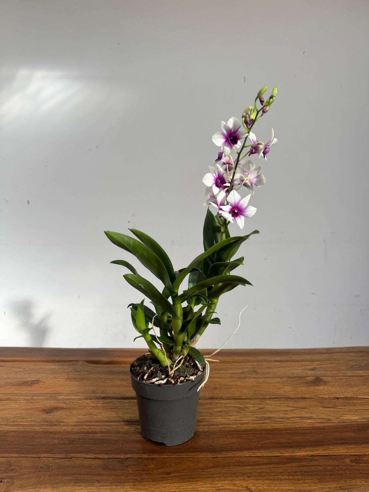 Dendrobium Sa-Nook - V.12 - Image 2