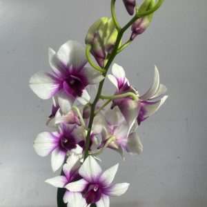Dendrobium Sa-Nook - V.12