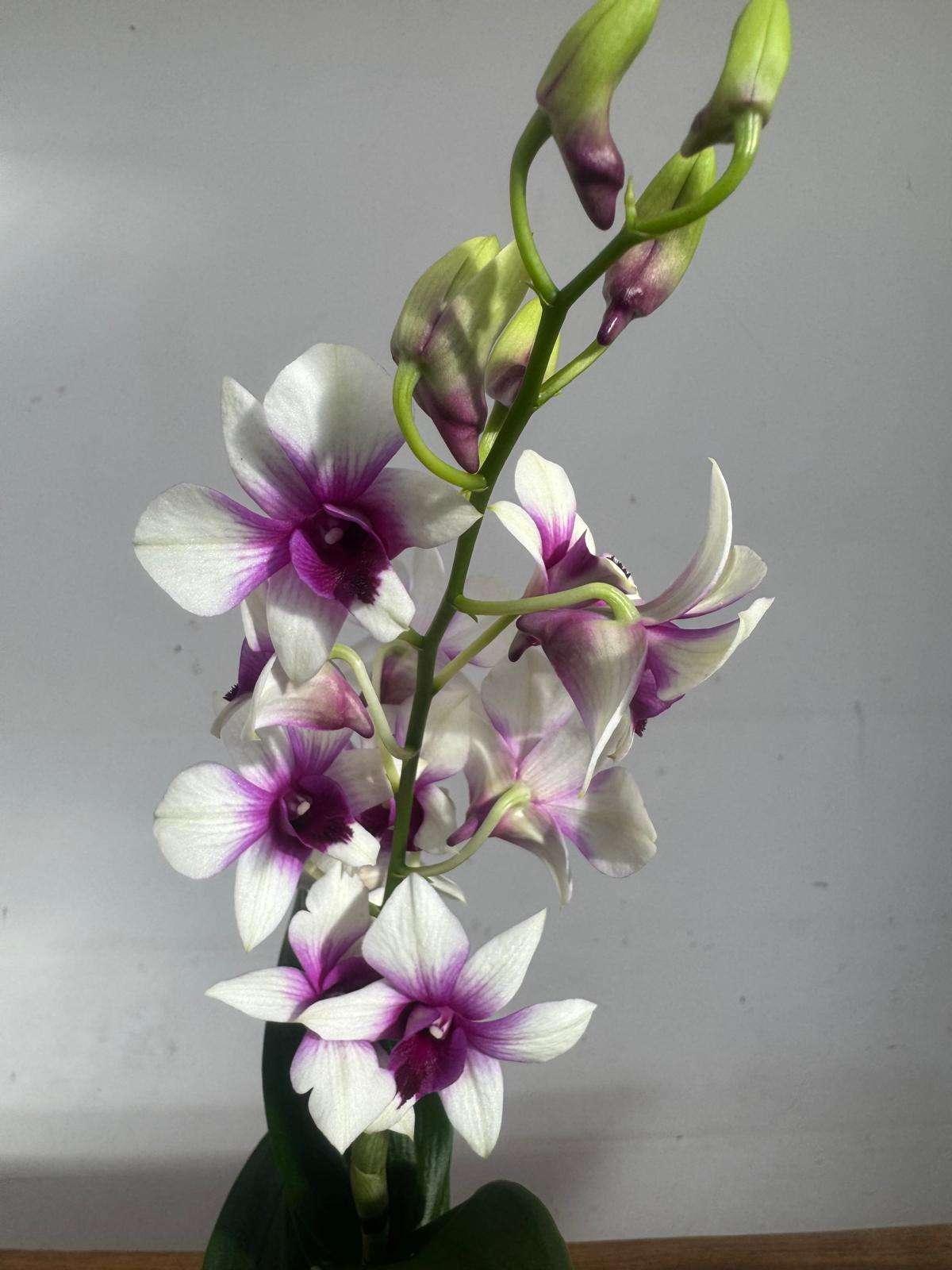 Dendrobium Sa-Nook - V.12