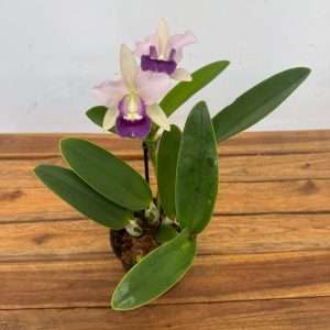 Cattleya 'Final Blue' - V.12