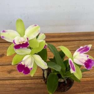 Cattleya 'Green Genius' - V.12