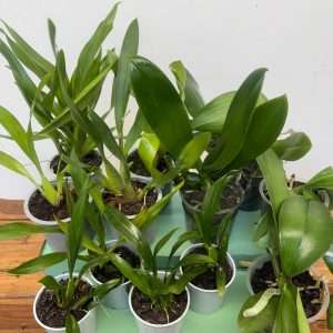 Conjunto 12 Orquídeas 'H' - Sem flor