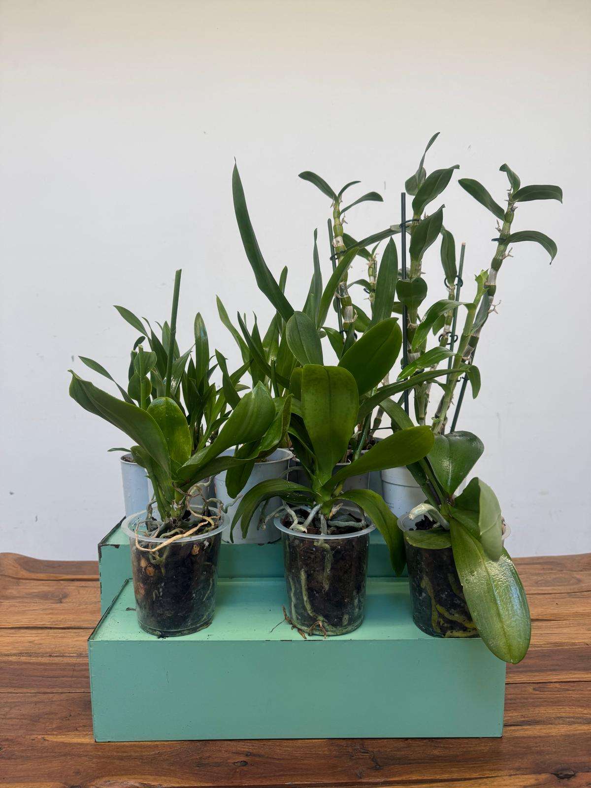 Conjunto 12 Orquídeas 'I' - Sem flor - Image 2