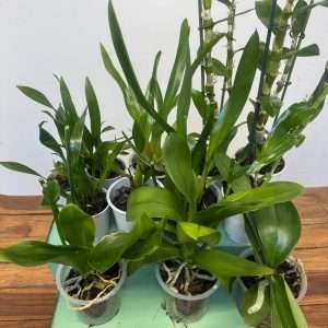 Conjunto 12 Orquídeas 'I' - Sem flor