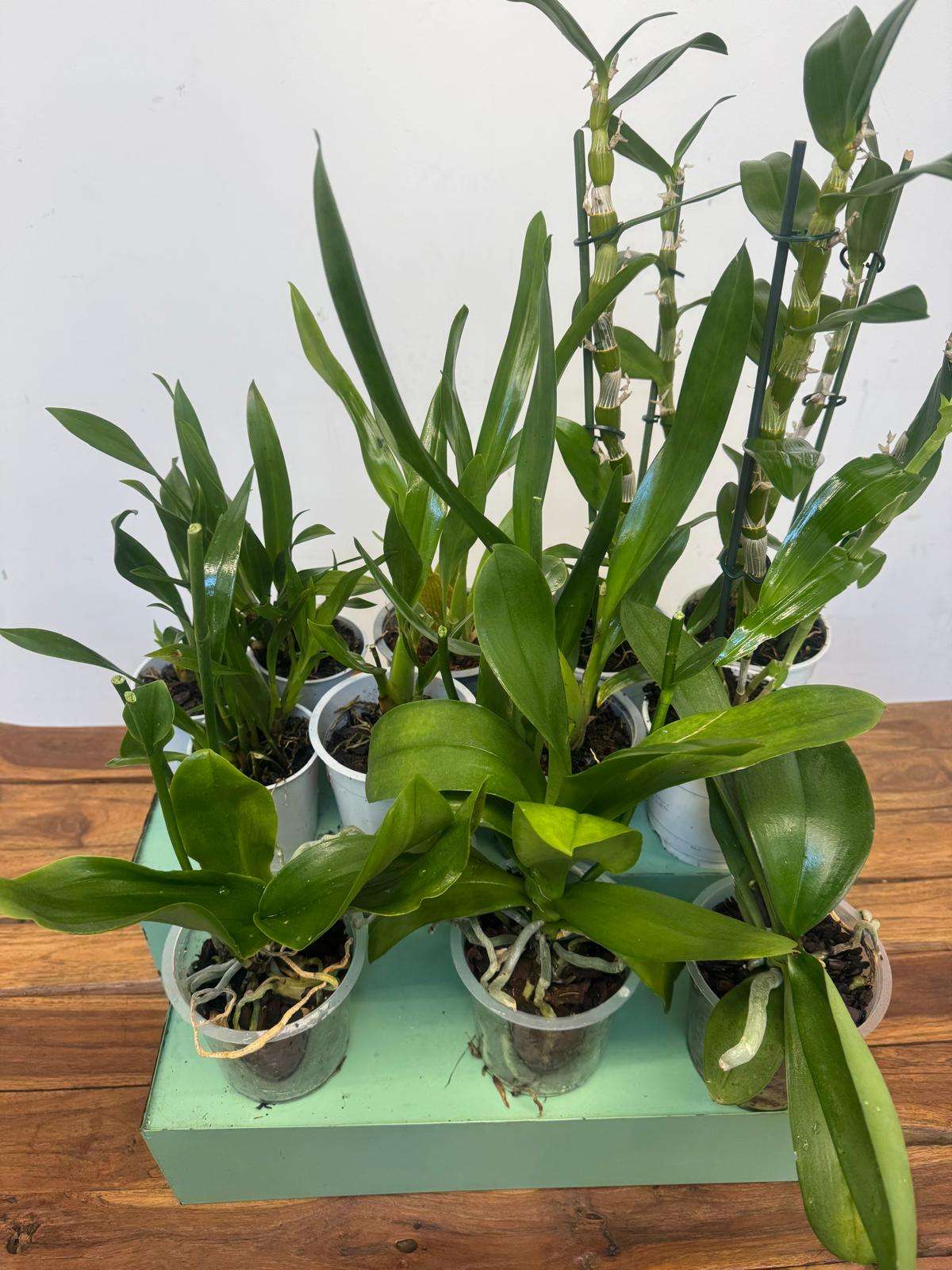 Conjunto 12 Orquídeas 'I' - Sem flor