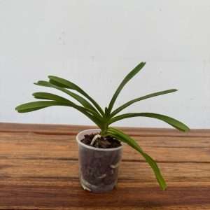 Rhynchovanda 'Hybrida' Sem Flor - V.9