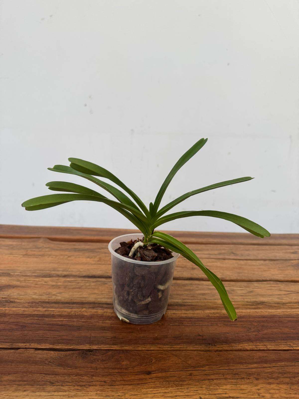 Rhynchovanda 'Hybrida' Sem Flor - V.9