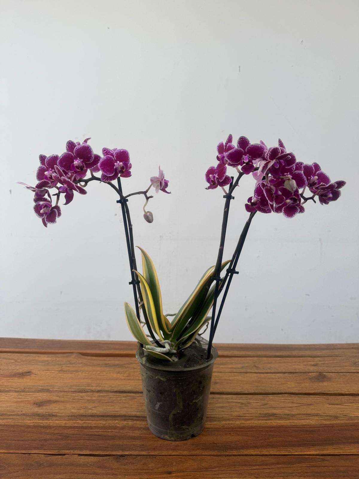 Phalaenopsis 'Variegata' - V.12 - Image 2