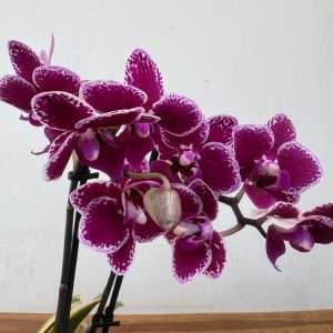 Phalaenopsis 'Variegata' - V.12