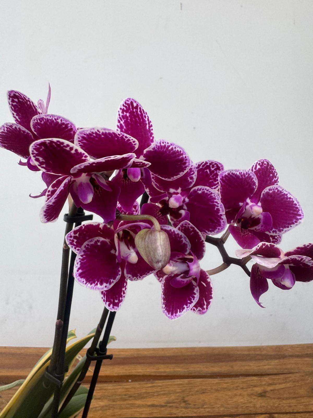 Phalaenopsis 'Variegata' - V.12