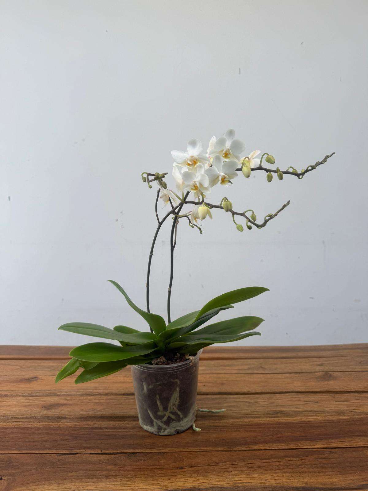 Phalaenopsis - V.12 - Image 2