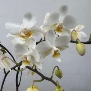 Phalaenopsis - V.12