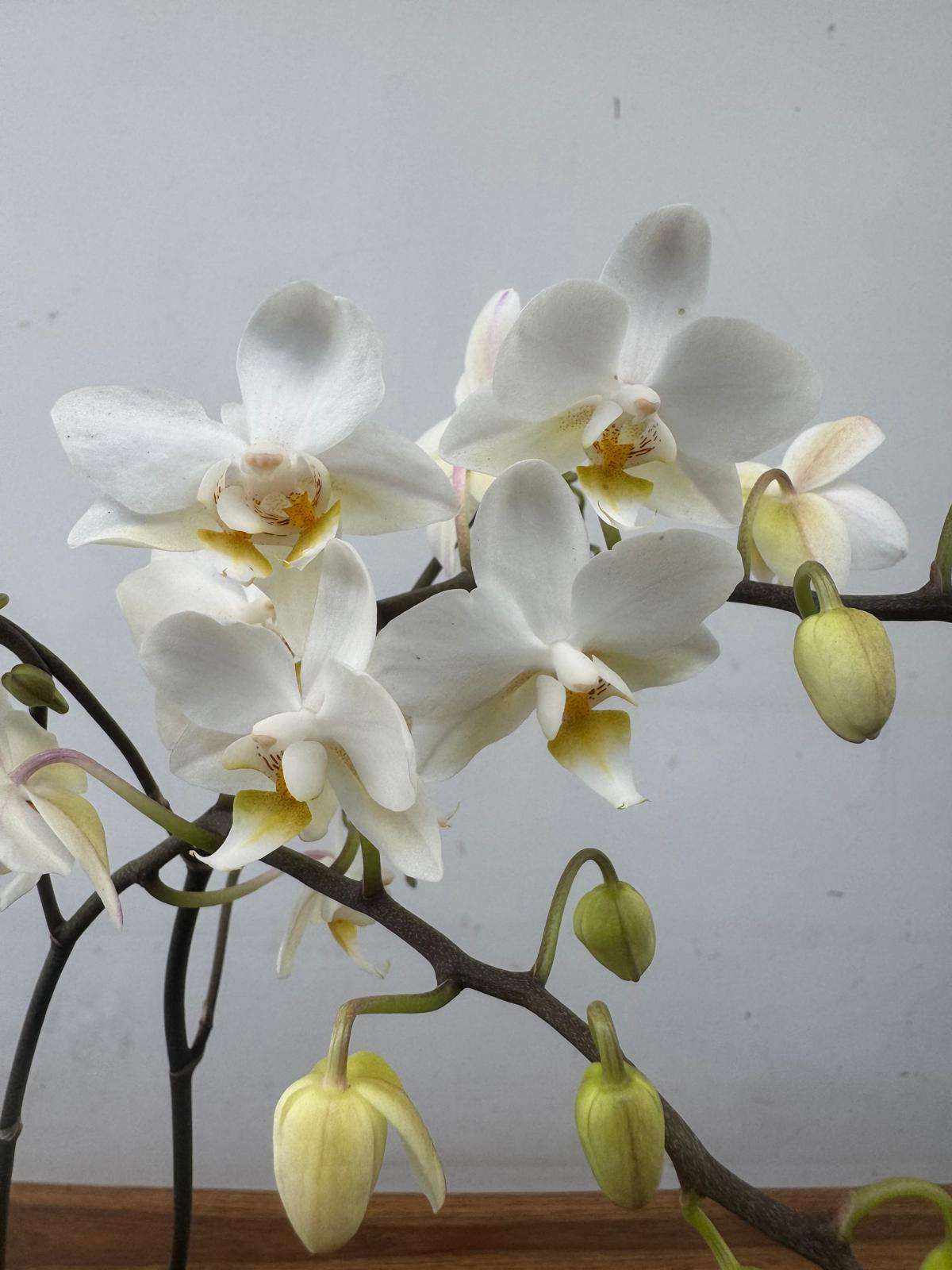 Phalaenopsis - V.12