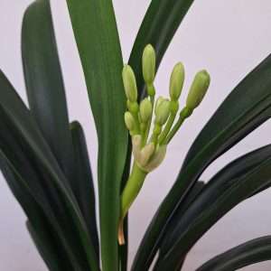 Clivia Miniata - V.13