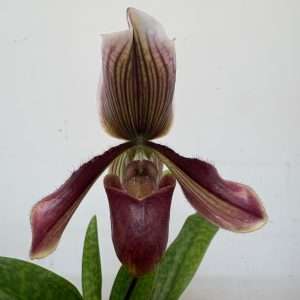 Paphiopedilum - V.9