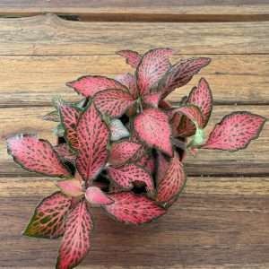 Fittonia - V.8