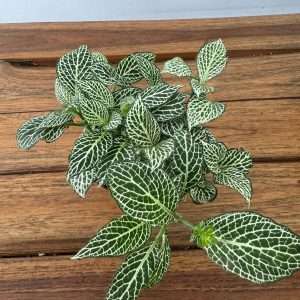 Fittonia - V.8