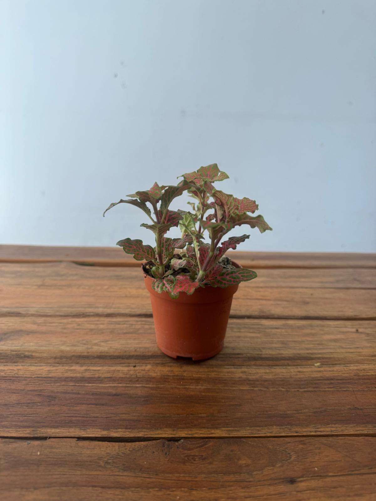 Fittonia - V.8 - Image 2