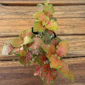 Fittonia - V.8