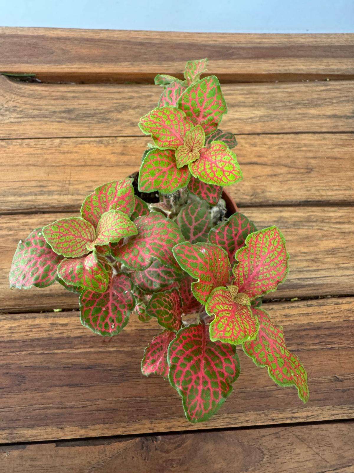 Fittonia - V.8