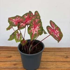 Caladium 'Pink Beauty'- V.21