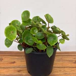 Begonia Conchifolia Var. Rubrimacula - V.30