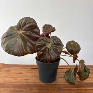 Begonia 'Red Fred' - V.30