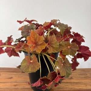 Begonia 'Amber Love' - V.30