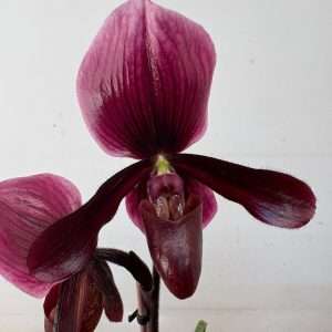 Paphiopedilum - V.12