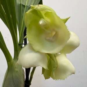 Catasetum 'Verde' - V.12