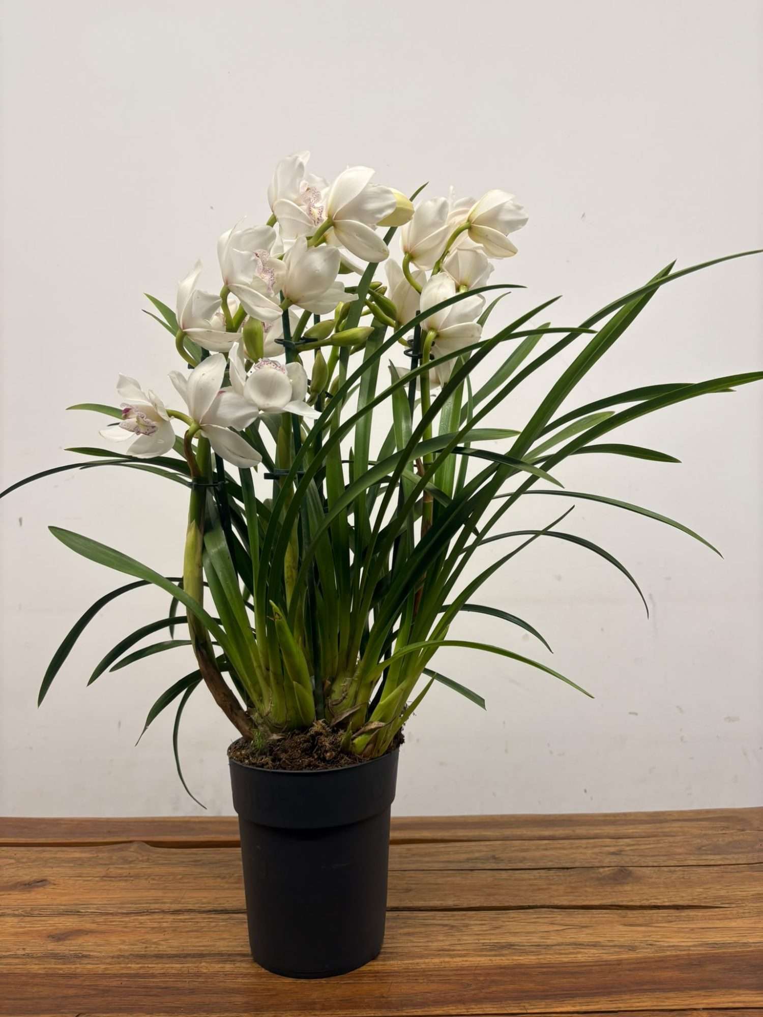 Cymbidium - V.14 - Image 2