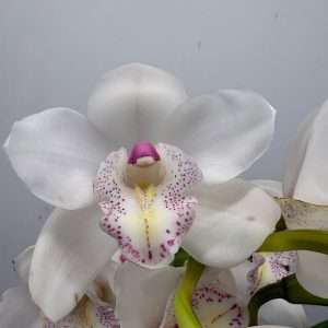 Cymbidium  - V.14