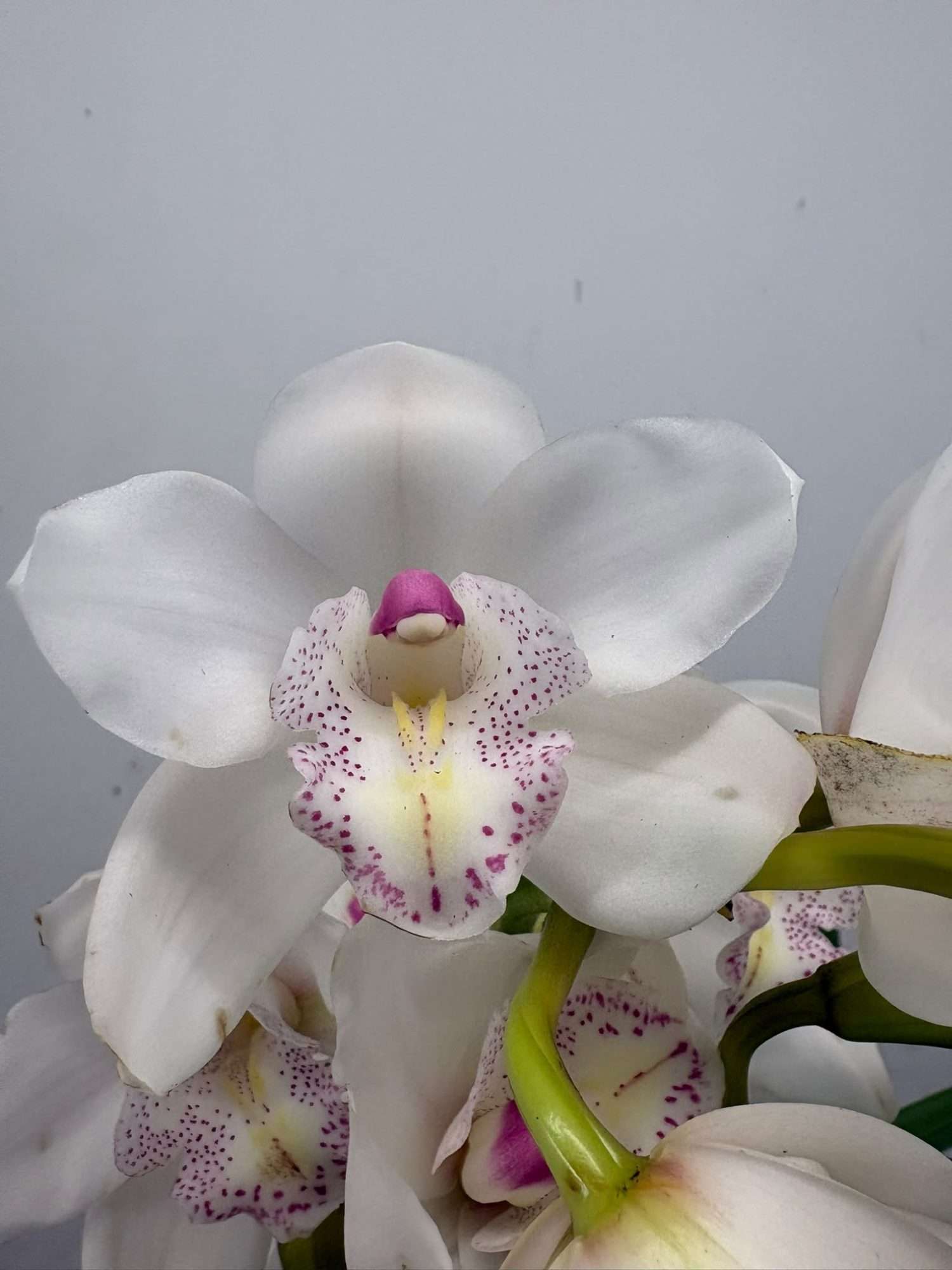 Cymbidium - V.14