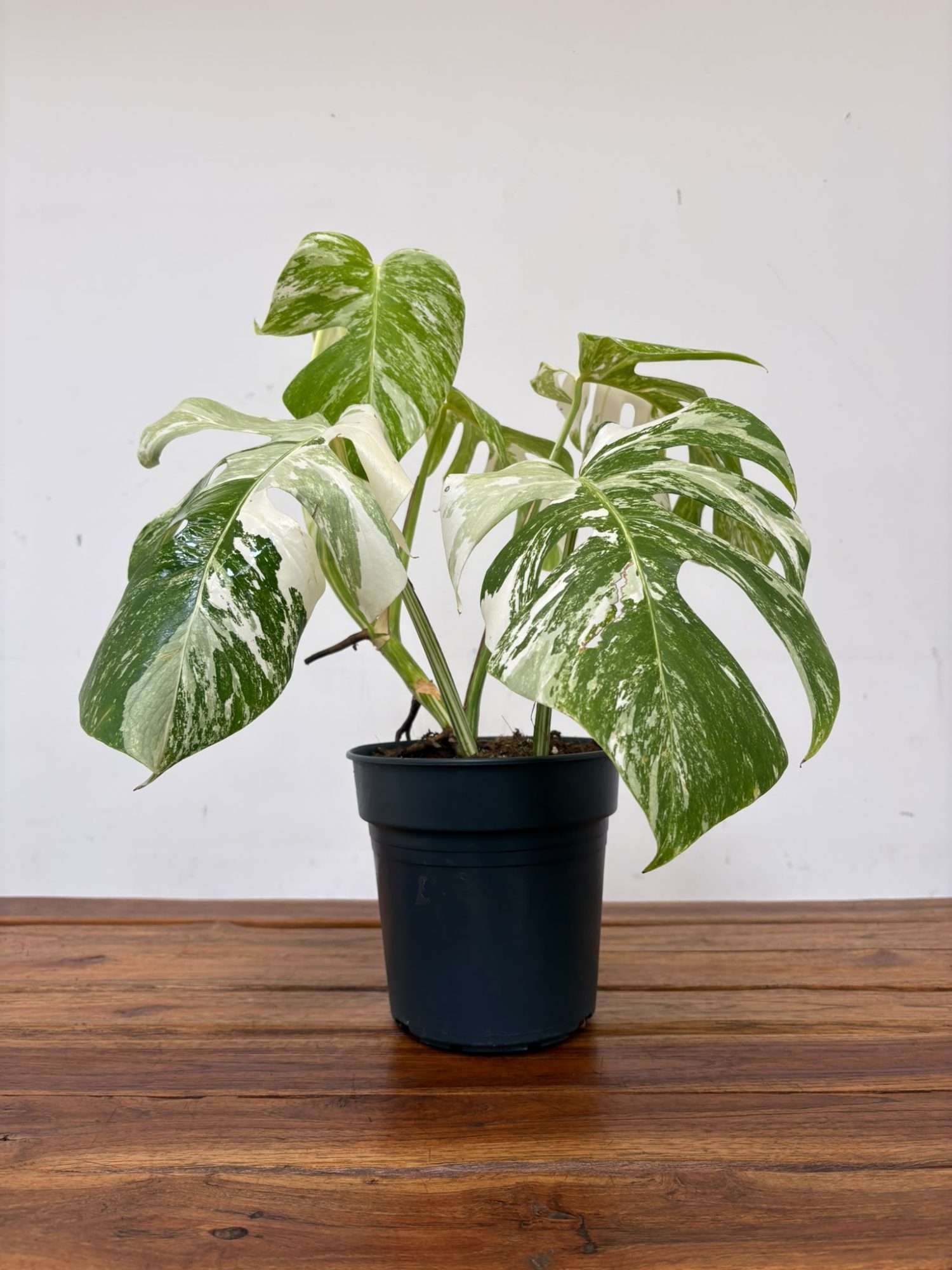 Monstera Deliciosa Variegata V.19 - Image 2