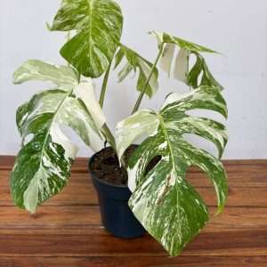 Monstera Deliciosa Variegata V.19