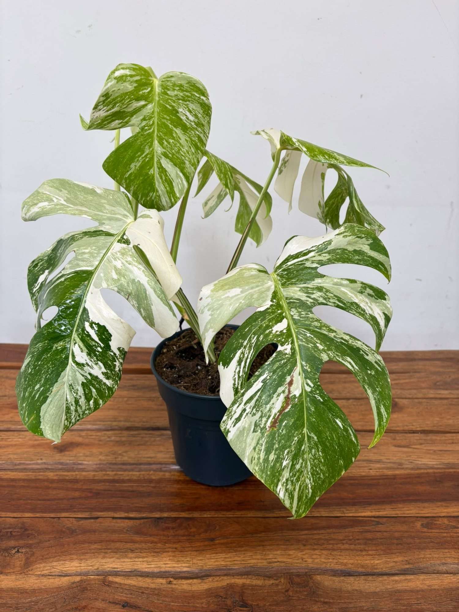 Monstera Deliciosa Variegata V.19