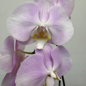 Phalaenopsis - V.12