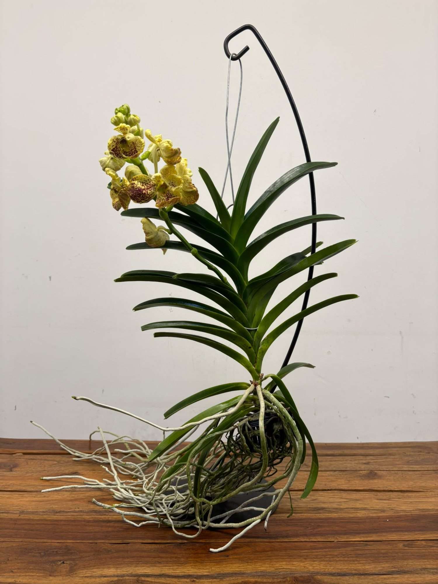 Vanda Hybriden - Image 2