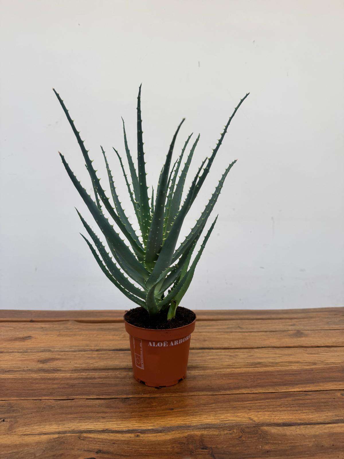 Aloe Arborescens - V.12 - Image 3