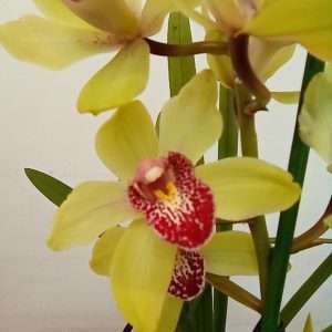 Cymbidium 1 Haste - V.14