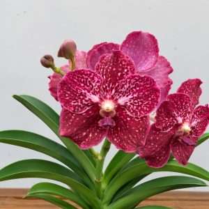 Vanda Hybriden