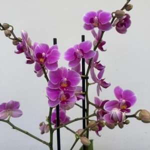 Phalaenopsis 2 Hastes - V.12