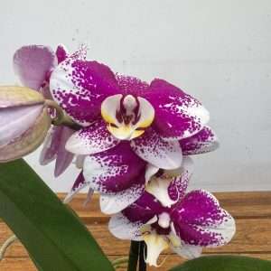 Phalaenopsis 1 Haste - V.12