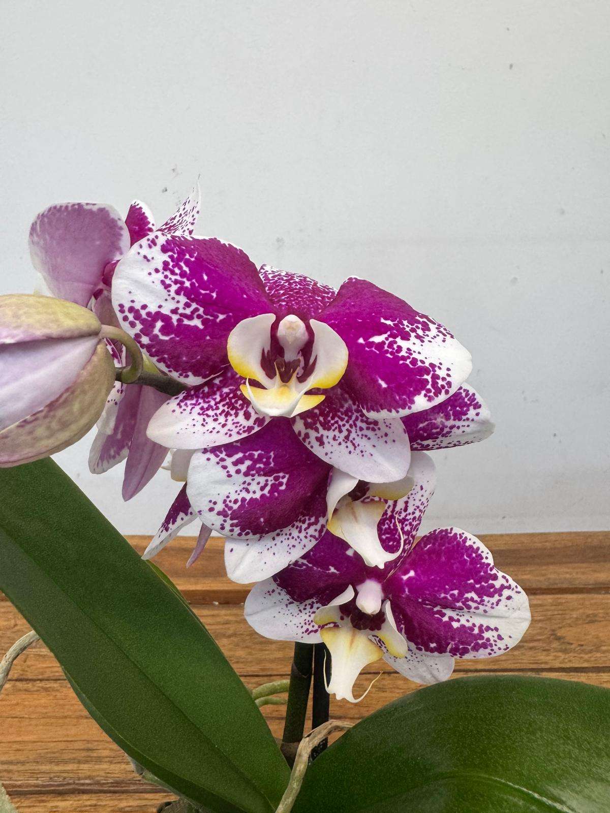 Phalaenopsis 1 Haste - V.12