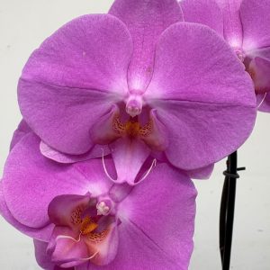 Phalaenopsis - V.12