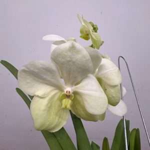 Vanda Hybriden