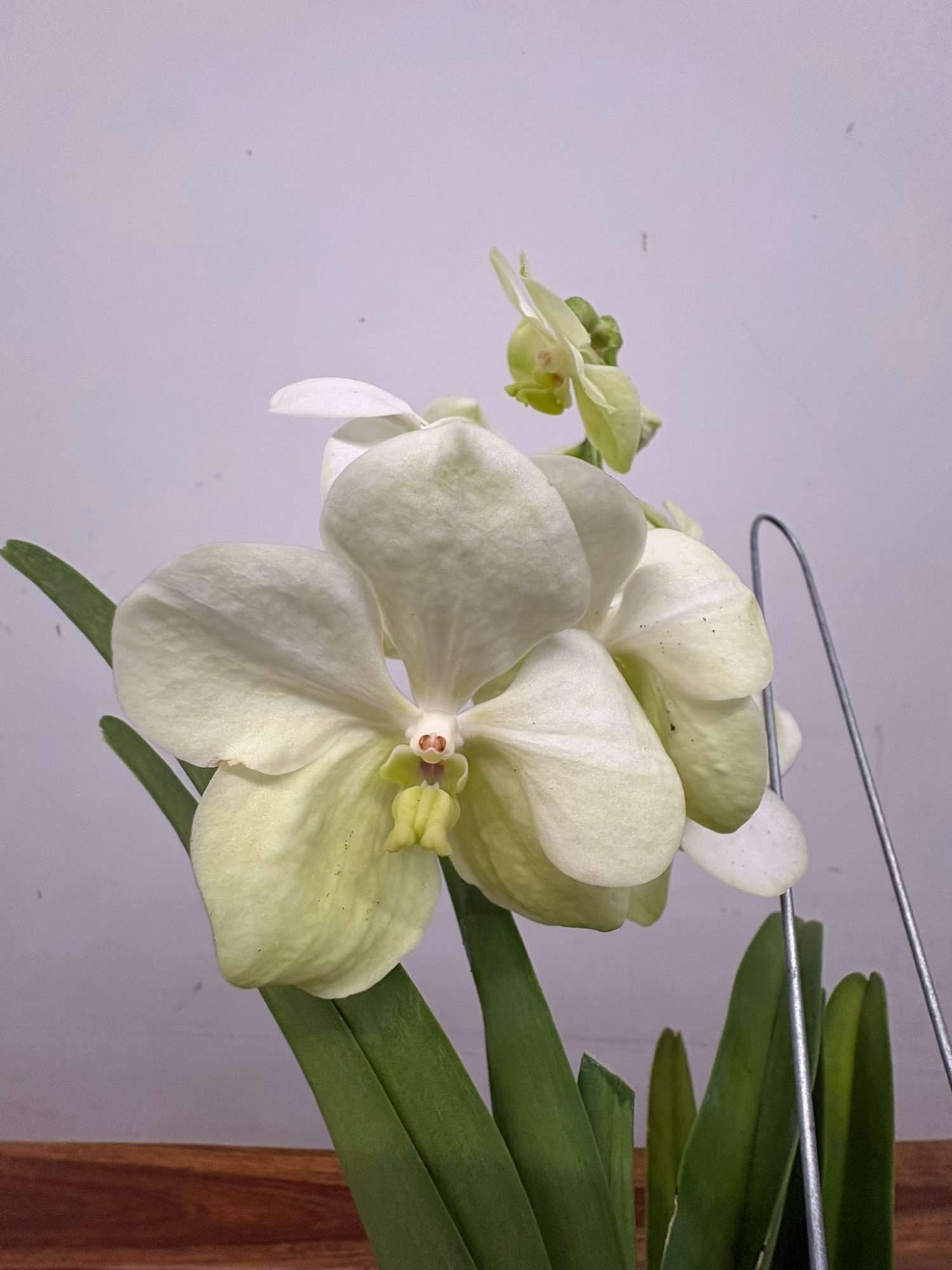 Vanda Hybriden